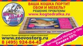 Когттеточки для кошек со скидкой 50%! Акция!