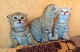 котята шотландские вислоухие