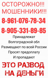 Проститутка МОШЕННИКИ  в Московской области